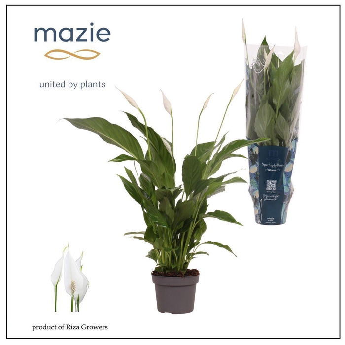 <h4>Spathiphyllum 13cm Strauss Mazie</h4>