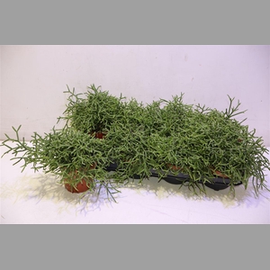 Rhipsalis Burchellii
