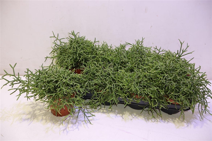 <h4>arr8 Rhipsalis Burchellii</h4>