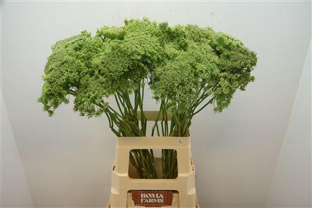 <h4>Ammi Vis Green Mist</h4>