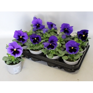 Viola wittrockiana F1 Blue Blotch