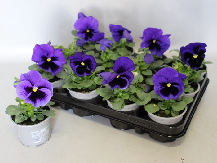 Viola wittrockiana F1 Blue Blotch