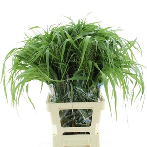 Panicum Fountain