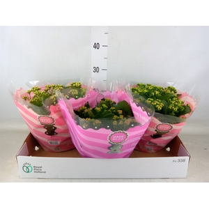 Kalanchoe blos.   ..rosebud mix  5