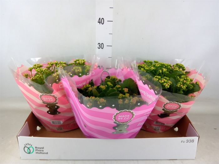 <h4>Kalanchoe blos.   ..rosebud mix  5</h4>
