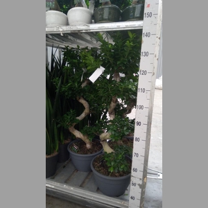 Ficus microcarpa 'Ginseng'