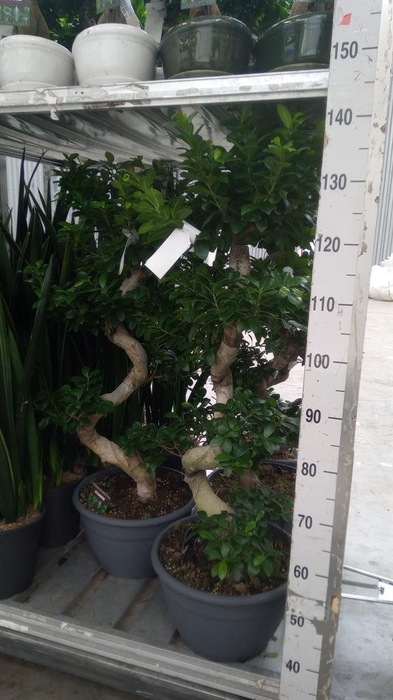 <h4>Ficus microcarpa 'Ginseng'</h4>