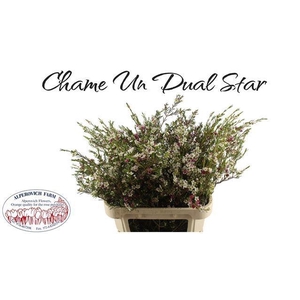 CHAME UN DUAL STAR