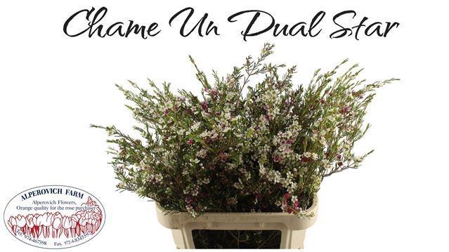 <h4>CHAME UN DUAL STAR</h4>