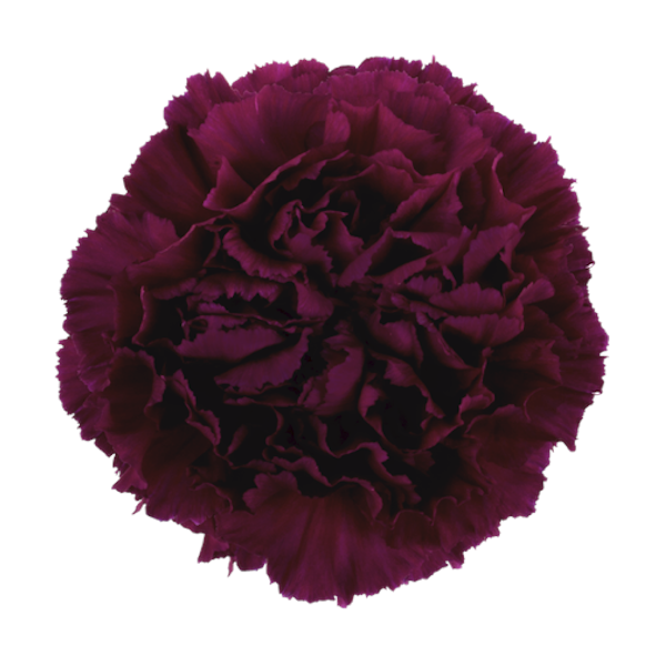 <h4>DI ST GOLEM</h4>