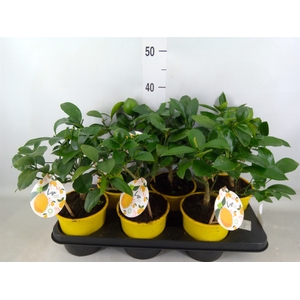Citrus meyeri 'Meyer'