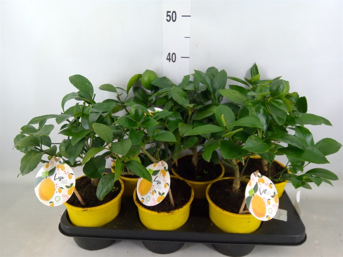 <h4>Citrus meyeri 'Meyer'</h4>