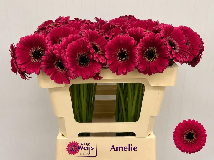 <h4>GE MI AMELIE</h4>