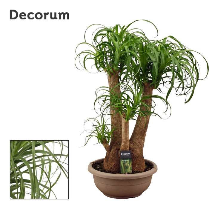 Beaucarnea vertakt compact in 30 cm schaal (Decorum)
