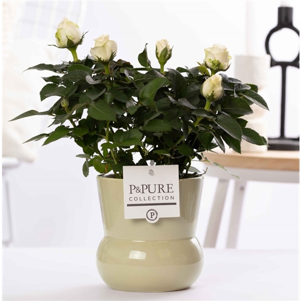 <h4>Rosa white in P&PURE Plant Vase Maxima green</h4>