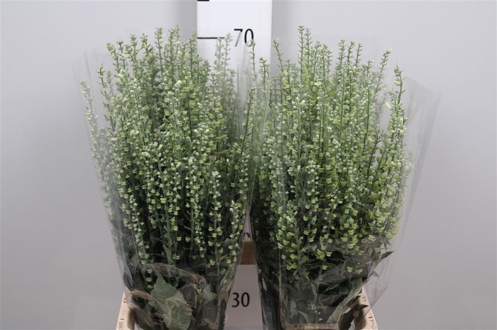 Scutellaria Tinkerbell Zd