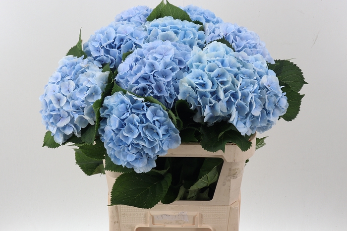 <h4>Hydr M Ch Verena Bl</h4>