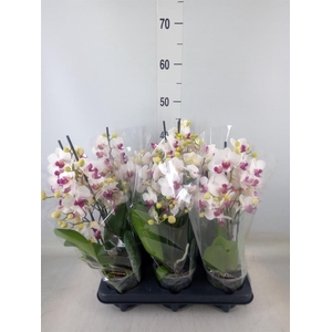 Phalaenopsis multi. 'FC Safe Haven'