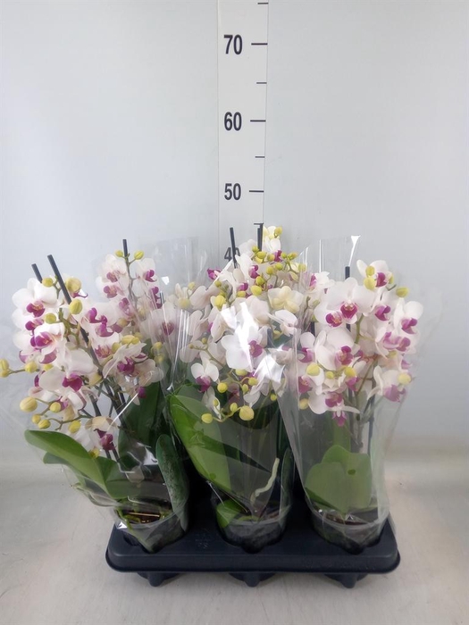 <h4>Phalaenopsis multi. 'FC Safe Haven'</h4>