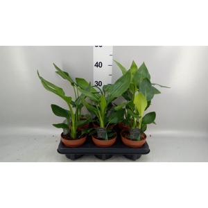 Strelitzia reg.   ...no flowers
