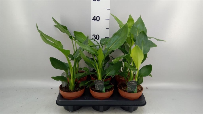 <h4>Strelitzia reg.   ...no flowers</h4>