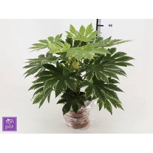 FATSIA OV
