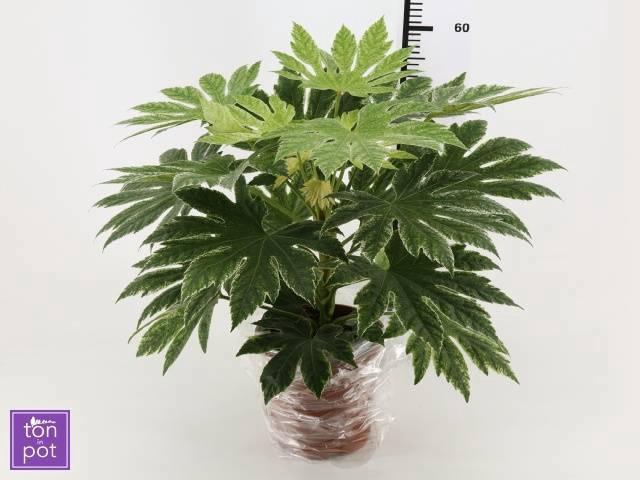 <h4>FATSIA OV</h4>