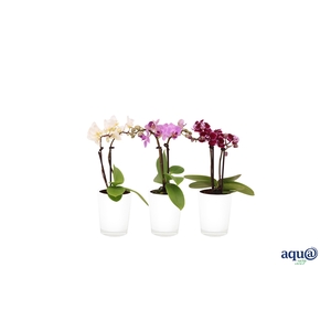 Glaspot White Tiny Dolls Mix 2T10+