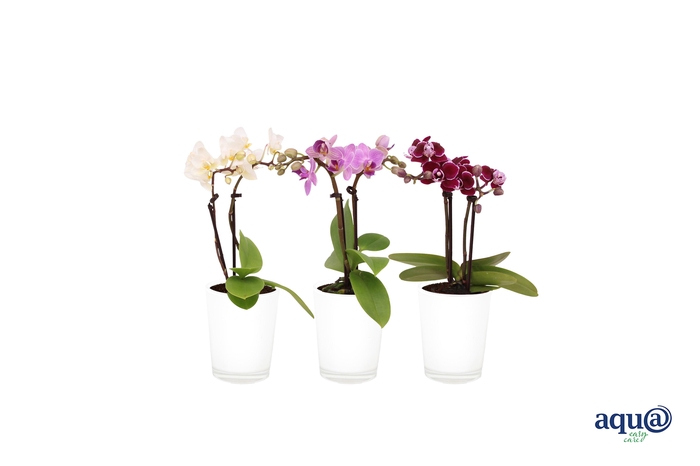 <h4>Glaspot White Tiny Dolls Mix 2T10+</h4>