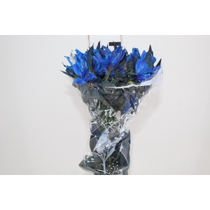 ALSTROEMERIA TINGIDA 080 CM AZUL