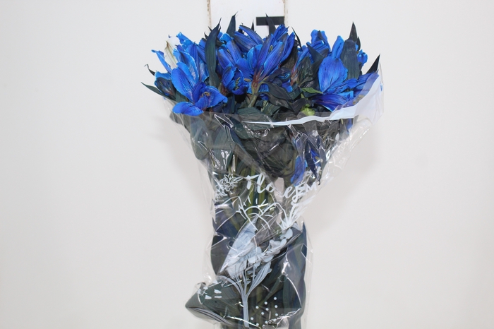 <h4>ALSTROEMERIA TINGIDA 080 CM AZUL</h4>