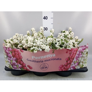 Gaultheria mucronata