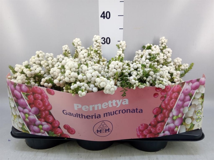 <h4>Gaultheria mucronata</h4>