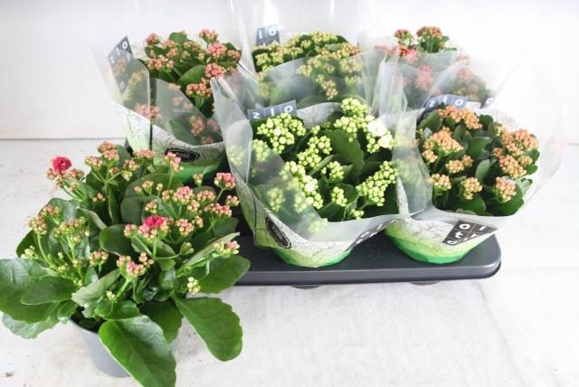 <h4>KAL GE GEM 5 KL</h4>