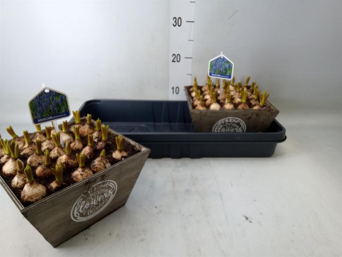 <h4>Arr.  Muscari L%</h4>