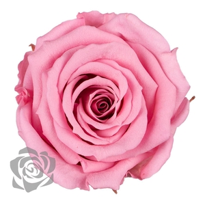 PRESERVED ROSA S PIN 06