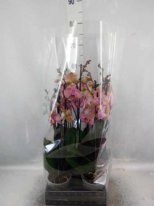 <h4>Phalaenopsis  'Jupiter'</h4>