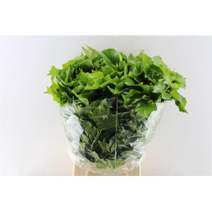 Hedera Blad