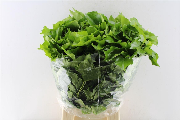 <h4>Hedera Blad</h4>