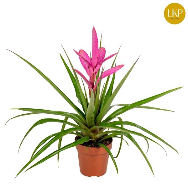 <h4>Tillandsia Antonio Roze (Zonder Hoes)</h4>