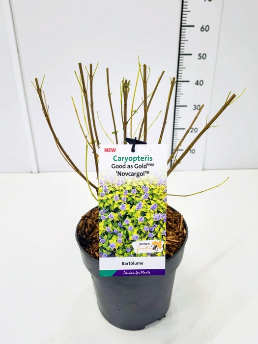 Caryopteris x clandonensis