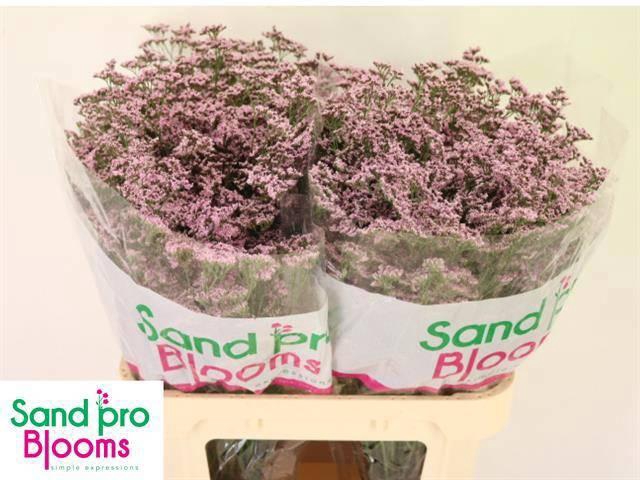 <h4>LIM SAF OSHI PINK</h4>