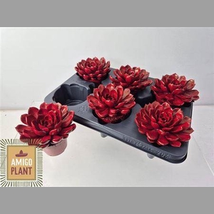 Echev Summer Paint Red