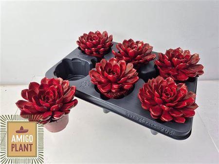 <h4>Echev Summer Paint Red</h4>