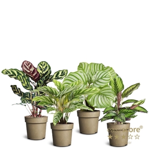 Calathea Mix P11