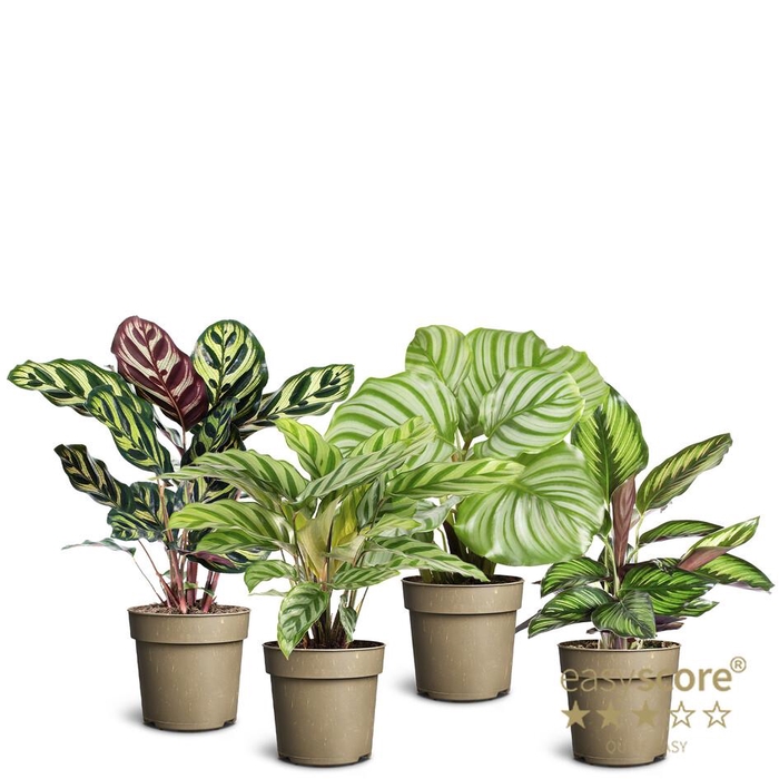 <h4>Calathea Collection p11</h4>