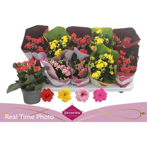 KAL GE PERF GEM 4 KL