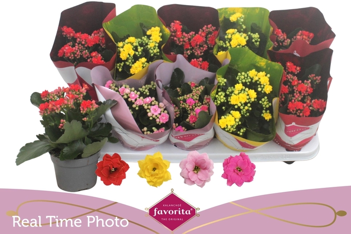 <h4>KAL GE PERF GEM 4 KL</h4>