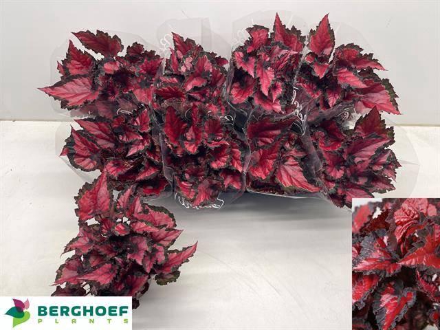 <h4>BEG BEL INCA NIGHT</h4>