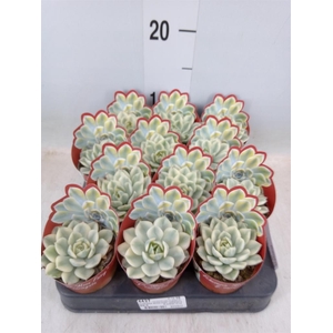 Echeveria   ...